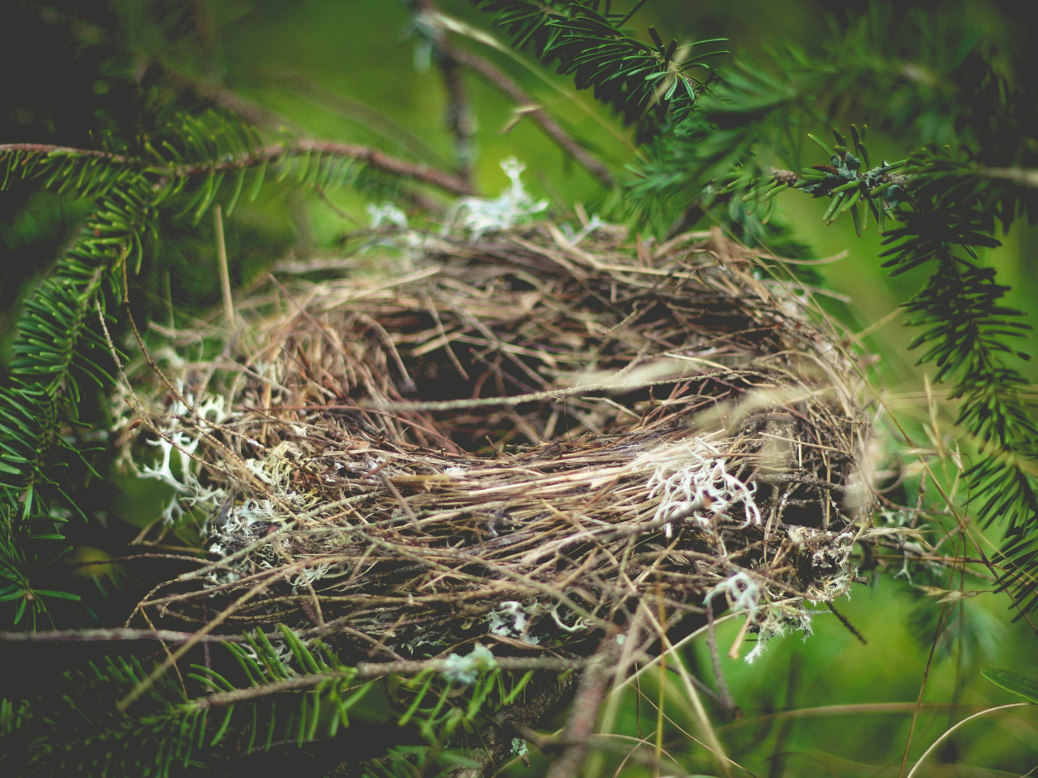 Image of a nest in a tree